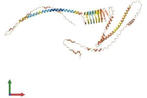 AlphaFold protein structure predicition of Human Recombinant IVL Protein, UniprotID P07476 (Involucrin Protein (IVL) (AA 1-585) (His tag))