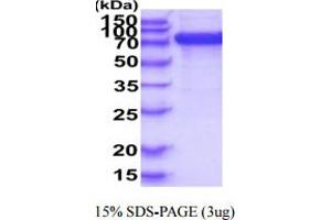 SDS-PAGE (SDS) image for Sialic Acid Binding Ig-Like Lectin 6 (SIGLEC6) (AA 27-347) protein (hIgG-His-tag) (ABIN5854943)