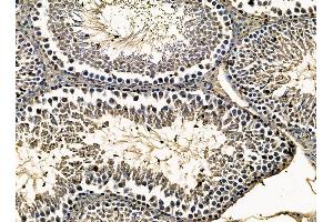 anti-Muscle-Related Coiled-Coil Protein (MURC) antibody