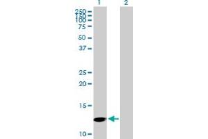 Western Blot analysis of PFN4 expression in transfected 293T cell line by PFN4 MaxPab polyclonal antibody.