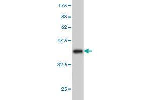 Western Blotting (WB) image for anti-Protein Phosphatase 1, Regulatory (Inhibitor) Subunit 9A (PPP1R9A) (AA 1090-1188) antibody (ABIN565889)