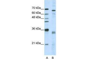 Western Blotting (WB) image for anti-serine/arginine-Rich Splicing Factor 1 (SRSF1) antibody (ABIN2462231) (SRSF1 antibody)