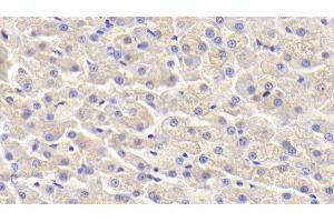 Immunohistochemistry (IHC) image for anti-Apolipoprotein H (Beta-2-Glycoprotein I) (APOH) (AA 21-345) antibody (ABIN7431608)