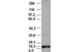 NT3 antibody (3D4) at 1:10000 + Recombinant Human NT3 (Neurotrophin 3 antibody  (AA 139-257))