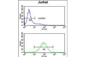 Flow cytometry analysis of Jurkat cells (bottom histogram) compared to a negative control cell (top histogram). (PLCL1 antibody  (N-Term))