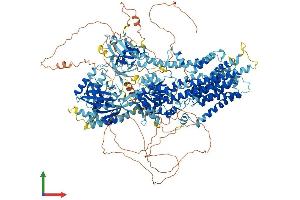 AlphaFold protein structure predicition of Mouse Recombinant Atp10a Protein, UniprotID O54827 (ATP10A Protein (AA 1-1508) (His tag))