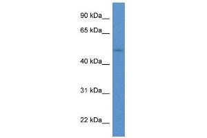 WB Suggested Anti-HNF1B  Antibody Titration: 0. (HNF1B antibody  (C-Term))