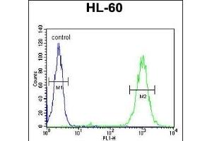BLM Antibody (C-term) (ABIN651053 and ABIN2840049) flow cytometric analysis of HL-60 cells (right histogram) compared to a negative control cell (left histogram). (BLM antibody  (C-Term))
