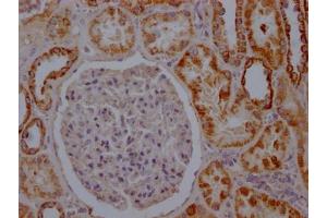 IHC image of ABIN7127319 diluted at 1:100 and staining in paraffin-embedded human kidney tissue performed on a Leica BondTM system.