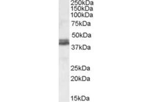 Western Blotting (WB) image for anti-NudE Nuclear Distribution E Homolog (A. Nidulans)-Like 1 (NDEL1) (Internal Region) antibody (ABIN2466771) (NDEL1 antibody  (Internal Region))
