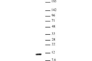 Histone H4 antibody (pAb) tested by Western blot Nuclear extract of HeLa cells (30 μg) probed with Histone H4 antibody (1:1,000). (Histone H4 antibody  (AA 43-54))