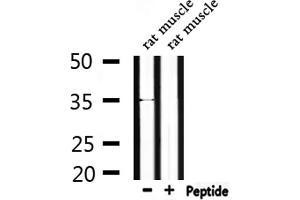 Western blot analysis of extracts from rat muscle, using OR4C46 Antibody. (OR4C46 antibody)