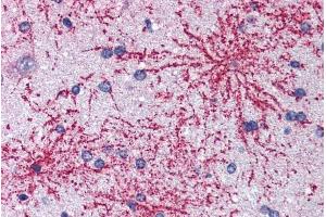 ABIN184629 (5µg/ml) staining of paraffin embedded Human Cortex. (BAIAP2 antibody  (C-Term))