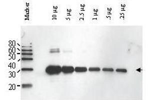 Image no. 1 for anti-ULP1 (ULP1) antibody (ABIN299496) (ULP1 antibody)