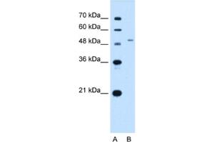 Western Blotting (WB) image for anti-Solute Carrier Family 29 (Nucleoside Transporters), Member 2 (SLC29A2) antibody (ABIN2462737) (SLC29A2 antibody)
