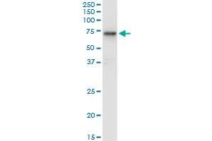 HEXA monoclonal antibody (M06), clone 3D1. (Hexosaminidase A antibody  (AA 1-529))