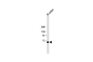 All lanes : Anti-ESRP1 Antibody (N-term) at 1:1000 dilution Lane 1: mouse colon tissue lysate Lysates/proteins at 20 μg per lane. (ESRP1 antibody  (AA 182-211))