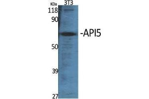 Western Blot (WB) analysis of specific cells using API5 Polyclonal Antibody. (Apoptosis Inhibitor 5 antibody  (C-Term))