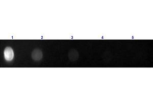 Dot Blot of Fab Anti-RAT IgG (H&L) (GOAT) Antibody Fluorescein Conjugated Dot Blot of Fab Anti-RAT IgG (H&L) (GOAT) Antibody Fluorescein Conjugated. (Goat anti-Rat IgG (Heavy & Light Chain) Antibody (FITC) - Preadsorbed)