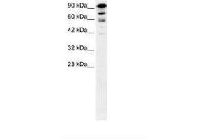 KIF5A Antikörper  (AA 657-706)