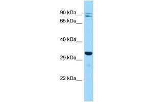 Host: Rabbit Target Name: Impa2 Sample Type: Mouse Testis lysates Antibody Dilution: 1. (IMPA2 antibody  (C-Term))