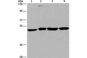 Western Blot analysis of A431, HepG2, Raji and K562 cell using CCR6 Polyclonal Antibody at dilution of 1:966 (CCR6 antibody)