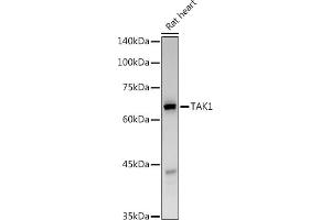 Western blot analysis of extracts of Rat heart, using T antibody (ABIN6130537, ABIN6143503, ABIN6143504 and ABIN6215581) at 1:500 dilution. (MAP3K7 antibody  (AA 300-470))