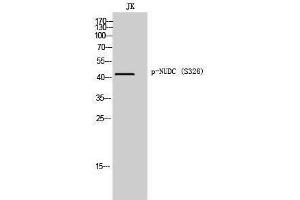 Western Blotting (WB) image for anti-NUDC (pSer326) antibody (ABIN3173336) (NUDC antibody  (pSer326))