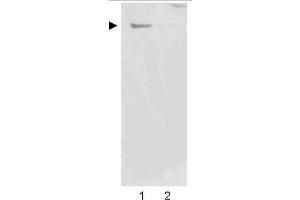 Western Blotting (WB) image for anti-Nestin (NES) (AA 1484-1500) antibody (ABIN104564)