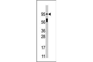 Western blot analysis of anti-Phospho-STAT5 Pab (ABIN389668 and ABIN2839647) in HepG2 cell line lysate (35 μg/lane). (STAT5A antibody  (pTyr694))