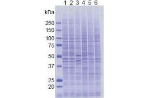 SDS-PAGE (SDS) image for anti-Lysine (K)-Specific Demethylase 5A (KDM5A) (AA 1416-1434) antibody (ABIN3201014)