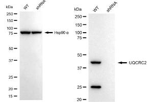 Western blotting analysis using UQCRC2 antibody (ABIN7800703). (Recombinant UQCRC2 antibody)