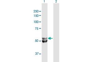 Western Blot analysis of UQCRC1 expression in transfected 293T cell line by UQCRC1 MaxPab polyclonal antibody.