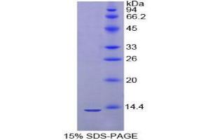 SDS-PAGE analysis of Mouse IglL1 Protein. (Immunoglobulin lambda-Like Polypeptide 1 (IGLL1) Peptide)
