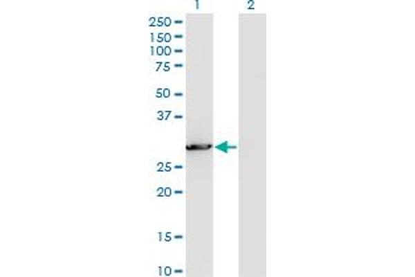 PCSK1N antibody  (AA 173-260)