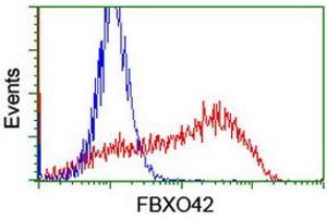 Image no. 2 for anti-F-Box Protein 42 (FBXO42) (AA 356-717) antibody (ABIN1491451) (FBXO42 antibody  (AA 356-717))