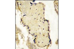 Formalin-fixed and paraffin-embedded placenta tissue reacted with SL2a Antibody (N-term) (ABIN390295 and ABIN2840733) , which was peroxidase-conjugated to the secondary antibody, followed by DAB staining.