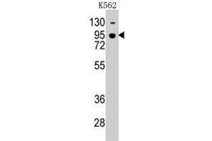 Western blot analysis of CDH7 polyclonal antibody  in K-562 cell line lysates (35 ug/lane). (Cadherin 7 antibody  (N-Term))