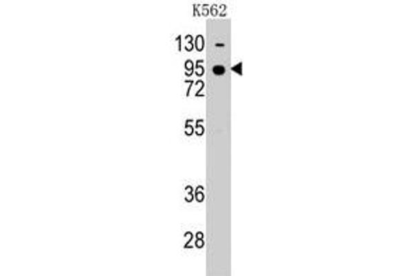 Cadherin 7 antibody  (N-Term)