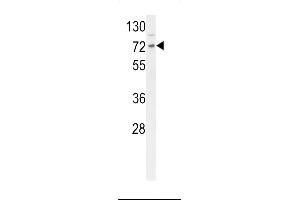 Western blot analysis of DNAJC2 Antibody (Center) (ABIN653841 and ABIN2843105) in mouse Neuro-2a cell line lysates (35 μg/lane). (DNAJC2 antibody  (AA 226-255))