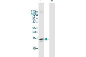 Western Blot analysis of LY6D expression in transfected 293T cell line by LY6D MaxPab polyclonal antibody.