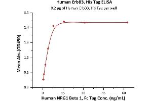 Immobilized Human ErbB3, His Tag (ABIN2181039,ABIN2181038) at 2 μg/mL (100 μL/well) can bind Human NRG1 Beta 1, Fc Tag (ABIN6973185) with a linear range of 0.