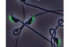 Immunofluorescence (IF) image for anti-Izumo Sperm-Egg Fusion 1 (IZUMO1) antibody (ABIN2452040)