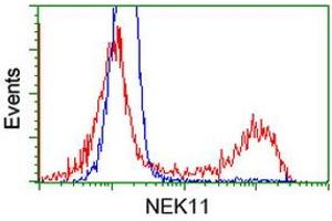 HEK293T cells transfected with either RC221953 overexpress plasmid (Red) or empty vector control plasmid (Blue) were immunostained by anti-NEK11 antibody (ABIN2453346), and then analyzed by flow cytometry. (NEK11 antibody)
