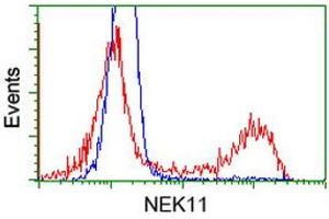 HEK293T cells transfected with either RC221953 overexpress plasmid (Red) or empty vector control plasmid (Blue) were immunostained by anti-NEK11 antibody (ABIN2453346), and then analyzed by flow cytometry. (NEK11 antibody)