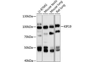 Western blot analysis of extracts of various cell lines, using KIF19 antibody (ABIN6132123, ABIN6142859, ABIN6142860 and ABIN6218018) at 1:3000 dilution. (KIF19 antibody  (AA 1-300))