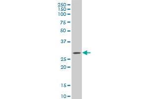 C1QTNF1 monoclonal antibody (M01), clone 4A10 Western Blot analysis of C1QTNF1 expression in NIH/3T3 .