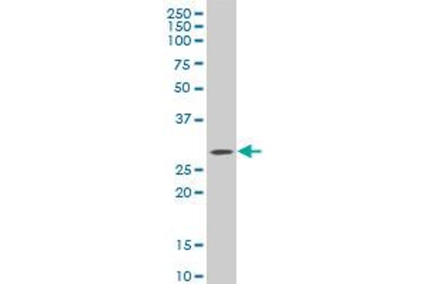 C1QTNF1 antibody  (AA 26-281)