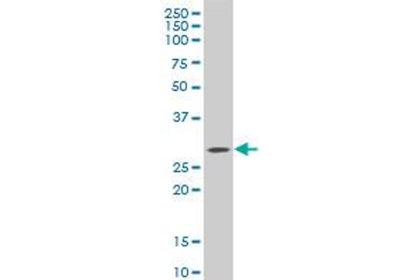 C1QTNF1 antibody  (AA 26-281)