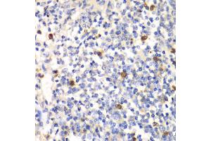 Immunohistochemistry of paraffin-embedded mouse spleen using PSMD7 antibody (ABIN1876544) at dilution of 1:100 (40x lens). (PSMD7 antibody)